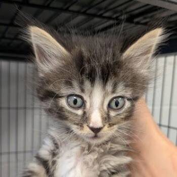Posey -  Domestic Short Hair Cat for Adoption in East St. Louis, Illinois - Posey | PetCurious