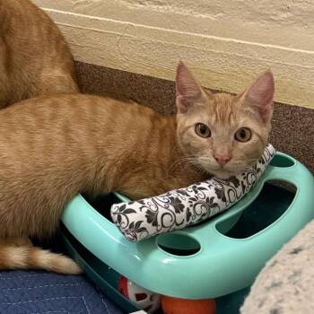 Limeade -  Domestic Short Hair Cat for Adoption in Los Angeles, California - Limeade | PetCurious