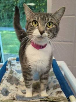 Miffy -  Domestic Short Hair Cat for Adoption in Stratham, New Hampshire - Miffy | PetCurious