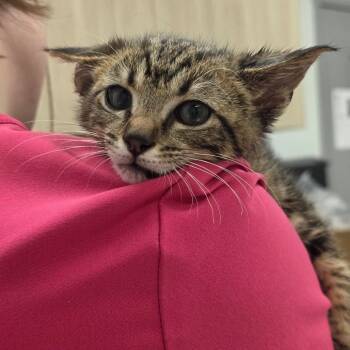 Ben -  Domestic Short Hair Cat for Adoption in Chattanooga, Tennessee - Ben | PetCurious