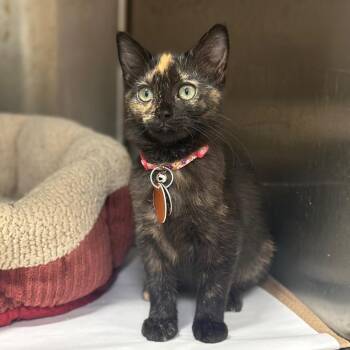 WV2383 Squash -  Domestic Short Hair Cat for Adoption in Port Washington, New York - WV2383 Squash | PetCurious