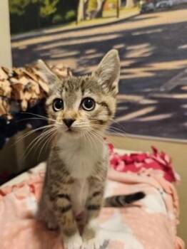 Domestic Medium Hair and Domestic Short Hair Cats Available for Adoption in Pleasanton, California - River | PetCurious