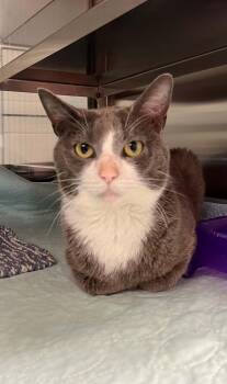 Chip -  Domestic Short Hair Cat for Adoption in Moundsville, West Virginia - Chip | PetCurious