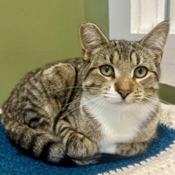 Collis -  Domestic Short Hair Cat for Adoption in East Montpelier, Vermont - Collis | PetCurious