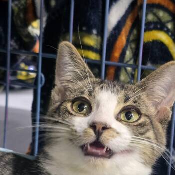 Knox -  Domestic Short Hair Cat for Adoption in East Lansing, Michigan - Knox | PetCurious