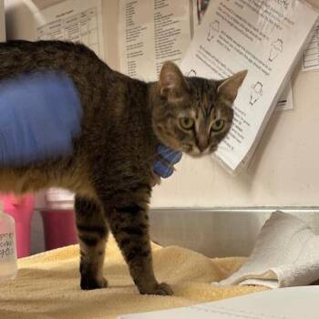 Bindi -  Domestic Short Hair Cat for Adoption in Murray, Utah - Bindi | PetCurious