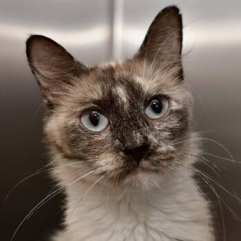 Purrrcilla -  Domestic Medium Hair Cat for Adoption in Ottawa, Kansas - Purrrcilla | PetCurious