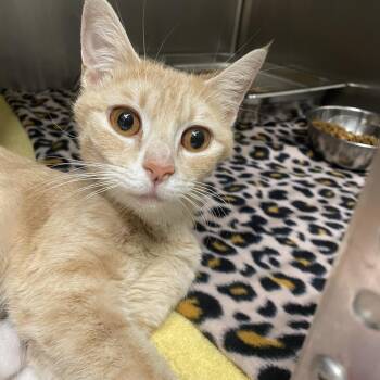 Tilly -  Domestic Short Hair Cat for Adoption in Gloucester, Virginia - Tilly | PetCurious