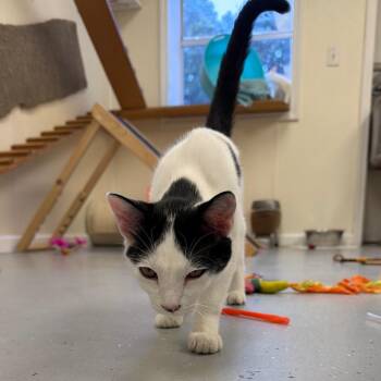 Tom Tom -  Domestic Short Hair Cat for Adoption in Blairsville, Georgia - Tom Tom | PetCurious