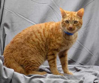 Domestic Short Hair Cats Available for Adoption in Grovetown, Georgia - MILO | PetCurious
