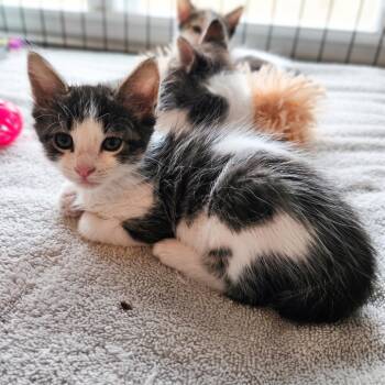 Checkers -  Domestic Medium Hair Cat for Adoption in Webster, Texas - Checkers | PetCurious