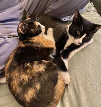 Rescue Domestic Short Hair Cats for Adoption in Los Angeles, California - October And Friday (bonded Sisters) | PetCurious