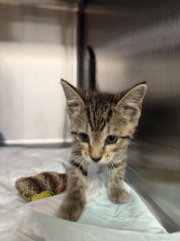 Toby/Tobias -  Domestic Short Hair Cat for Adoption in Crystal Springs, Mississippi - Toby/Tobias | PetCurious