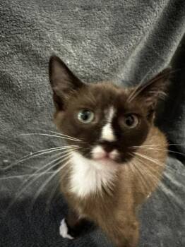 Cadbury -  Domestic Short Hair Cat for Adoption in Saucier, Mississippi - Cadbury | PetCurious