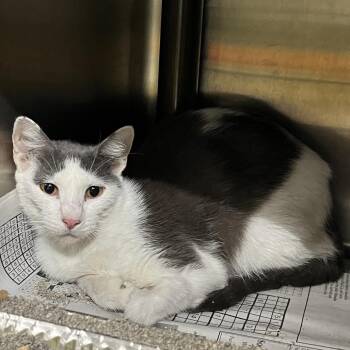 Domestic Short Hair Cats Available for Adoption in Pauls Valley, Oklahoma - Madeline | PetCurious