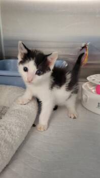 Bobby -  Domestic Medium Hair Cat Available for Adoption in Metter, Georgia - Bobby | PetCurious