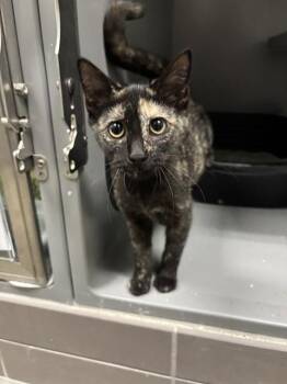 CHESSA -  Domestic Short Hair Cat for Adoption in Leesburg, Virginia - CHESSA | PetCurious