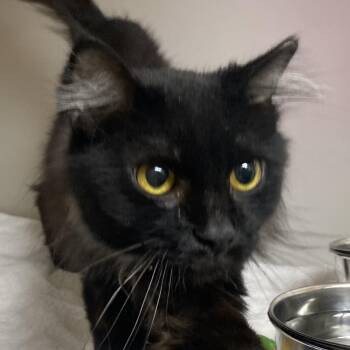 Stormie -  Domestic Short Hair Cat for Adoption in Harrisonburg, Virginia - Stormie | PetCurious