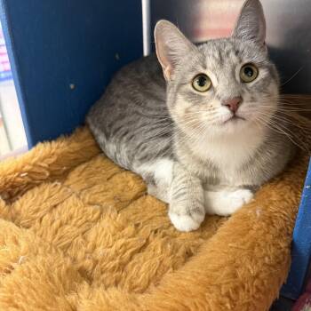 Verm -  Domestic Short Hair Cat for Adoption in Fresno, California - Verm | PetCurious