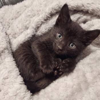 Pez -  Domestic Short Hair Cat for Adoption in Allen, Texas - Pez | PetCurious