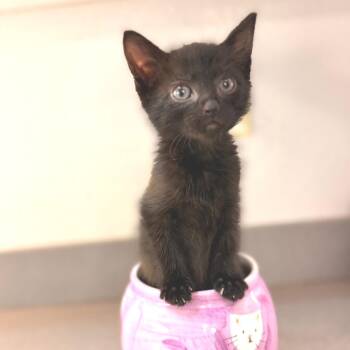Squidward -  Domestic Medium Hair Cat for Adoption in Denver, Colorado - Squidward | PetCurious