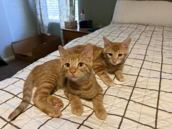 Norman Bates Bonded With Stu -  Tabby and Domestic Short Hair Cat for Adoption in Chandler, Arizona - Norman Bates Bonded With Stu | PetCurious