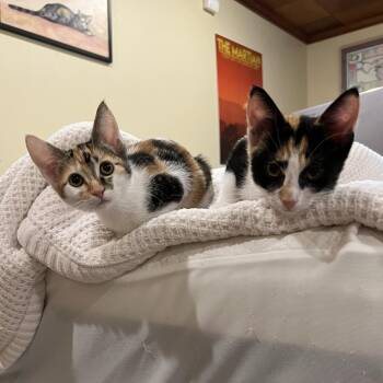 Patches and Dottie -  Domestic Short Hair Cat for Adoption in Seattle, Washington - Patches And Dottie | PetCurious