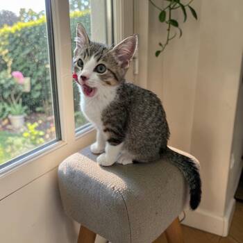 Baloo -  Domestic Short Hair Cat for Adoption in Fort Worth, Texas - Baloo | PetCurious