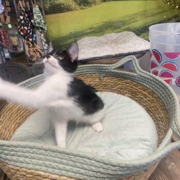 Gypsy -  Domestic Short Hair Cat for Adoption in Seven Valleys, Pennsylvania - Gypsy | PetCurious