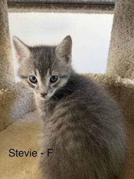 Stevie -  Domestic Medium Hair Cat for Adoption in The Woodlands, Texas - Stevie | PetCurious