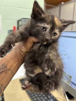 Sparkle -  Domestic Short Hair Cat for Adoption in Cincinnati, Ohio - Sparkle | PetCurious