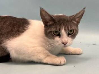 Splenda -  Domestic Short Hair Cat for Adoption in Golden Valley, Minnesota - Splenda | PetCurious