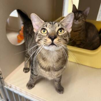 Rescue Domestic Short Hair Cats for Adoption in Houston, Texas - Grayson | PetCurious