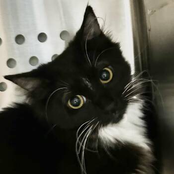Nevaeh Roswell -  Domestic Medium Hair Cat for Adoption in Denver, Colorado - Nevaeh Roswell | PetCurious