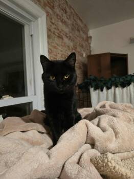 Rescue Domestic Short Hair Cats for Adoption in Huntington, New York - Sailor (w/Louie) | PetCurious