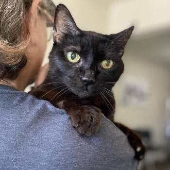 Bella Bug -  Domestic Short Hair Cat for Adoption in Ramona, California - Bella Bug | PetCurious