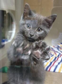 EGG SALAD -  Domestic Short Hair Cat for Adoption in Dedham, Massachusetts - EGG SALAD | PetCurious