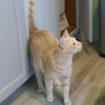 Domestic Short Hair Cats Available for Adoption in Mckean, Pennsylvania - Windsor | PetCurious