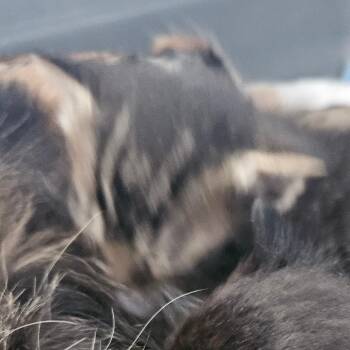 Domestic Short Hair Cats Available for Adoption - Buttercup | PetCurious