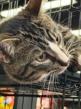 Oliver -  Domestic Short Hair Cat for Adoption in Calgary, Alberta - Oliver | PetCurious