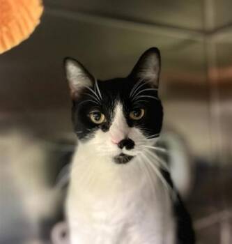 Domestic Short Hair Cats Available for Adoption in Montreal, Quebec - Lady | PetCurious