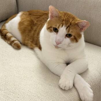 Mango -  Domestic Short Hair Cat for Adoption in Weehawken Township, New Jersey - Mango | PetCurious