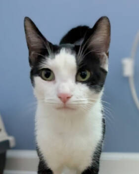 Rescue Domestic Short Hair Cats for Adoption in Philadelphia, Pennsylvania - Hattie | PetCurious