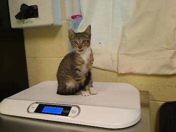 MEENO -  Domestic Short Hair Cat for Adoption in Cookeville, Tennessee - MEENO | PetCurious