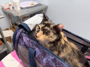 Dolli -  Domestic Short Hair Cat for Adoption in Raleigh, North Carolina - Dolli | PetCurious