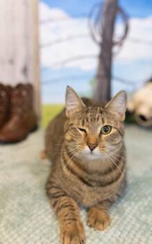Domestic Short Hair Cats Available for Adoption in Roanoke, Texas - Bruce | PetCurious