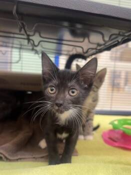 Adele -  Domestic Short Hair Cat for Adoption in Vero Beach, Florida - Adele | PetCurious