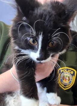 Domestic Long Hair Cats Available for Adoption in Bolivar, Missouri - Jack Man | PetCurious