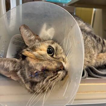 Churro -  Domestic Short Hair Cat for Adoption in West Olive, Michigan - Churro | PetCurious
