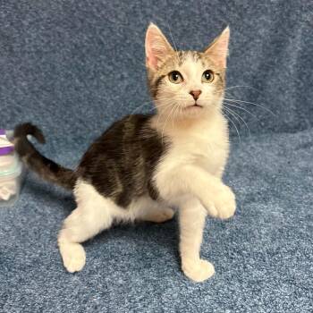 March -  Domestic Short Hair Cat for Adoption in Waterloo, Iowa - March | PetCurious